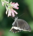 Mainau Schmetterling